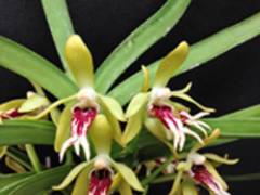 Vanda cristata (mounted)